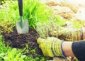 The process of garden spring work. Hands planting lavender seedlings into the ground.