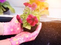 The process of garden spring work.  Seedlings bright flowers in flowerpots, preparation for planting. Hands planting beautiful flo Royalty Free Stock Photo