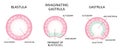 The process of gastrulation. Remnant of blastocoel, invaginating, endoderm, ectoderm,