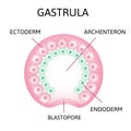 The process of gastrulation. Remnant of blastocoel, invaginating, endoderm, ectoderm,