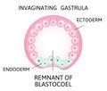 The process of gastrulation. Remnant of blastocoel, invaginating, endoderm, ectoderm,