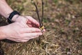 The process of grafting trees in the garden