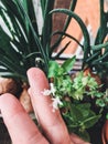 Process of growing basil at home in pot. Hand holding blooming flowers of basil, and green leaves growing from ground in pot at Royalty Free Stock Photo