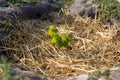 The process of growing grapes in pits. Mulching grapes