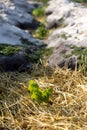 The process of growing grapes in pits. Mulching grapes