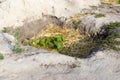 The process of growing grapes in pits. Mulching grapes