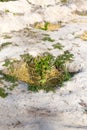 The process of growing grapes in pits. Mulching grapes