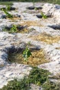 The process of growing grapes in pits. Mulching grapes