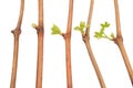 The process of growing grapes saplings from the vine Royalty Free Stock Photo