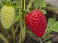 Process of growing and harvesting strawberries in ornamental planters Royalty Free Stock Photo