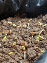 the process of growing sprouts from spinach seedlings on day 3