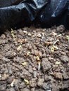 the process of growing sprouts from spinach seedlings on day 2