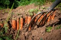 Process of harvesting carrots with pitchfork. Farming and gardening. Vegetable yielding Royalty Free Stock Photo