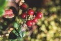 Process of harvesting and collecting berries in the national park of Finland, girl picking cowberry, cranberry, lingonberry and