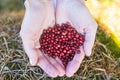 Process of harvesting and collecting berries in the national park of Finland, girl picking cowberry, cranberry, lingonberry and