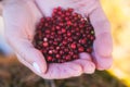 Process of harvesting and collecting berries in the national park of Finland, girl picking cowberry, cranberry, lingonberry and