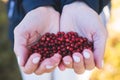 Process of harvesting and collecting berries in the national park of Finland, girl picking cowberry, cranberry, lingonberry and