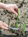 Process of harvesting of green asparagus in the garden