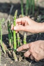Process of harvesting of green asparagus in the garden