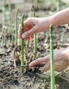 Process of harvesting of green asparagus in the garden