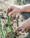 Process of harvesting of green asparagus in the garden.