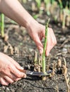 Process of harvesting of green asparagus in the garden