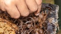 The process of harvesting honey from stingless bee hive