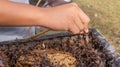 The process of harvesting honey from stingless bee hive