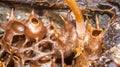 The process of harvesting honey from stingless bee hive