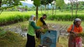 The process of harvesting rice with a modern machine