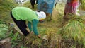 The process of harvesting rice with a modern machine