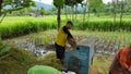 The process of harvesting rice with a modern machine