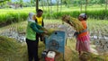 The process of harvesting rice with a modern machine