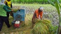 The process of harvesting rice with a modern machine