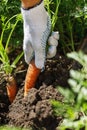 Process of harvesting ripe carrots in a home garden