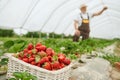 Process harvesting ripe strawberry in greenhouse.