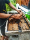 the process of harvesting trigona bee honey, cultivating honey bees.