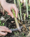 Process of harvesting of white asparagus in the garden