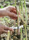 Process of harvesting of white asparagus in the garden