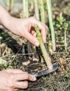 Process of harvesting of white asparagus in the garden