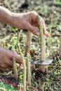 Process of harvesting of white asparagus in the garden