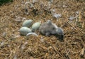 The process of hatching cygnets from an egg Royalty Free Stock Photo