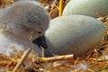 The process of hatching cygnets from an egg Royalty Free Stock Photo