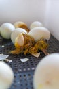 Process of hatching from goose eggs in the incubator. Close up of crack egg duck before birth Royalty Free Stock Photo