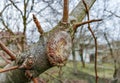 The process of healing a wound on a fruit tree