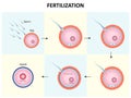 Process of human fertilization design Royalty Free Stock Photo