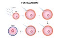 Process of human fertilization Royalty Free Stock Photo