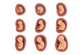 Process of fetal development. Pregnancy from 1st to 9th months. Flat vector design for educational book, infographic