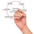 Process Lifecycle Management Royalty Free Stock Photo