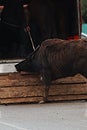 The process of loading and moving a buffalo, Georgia